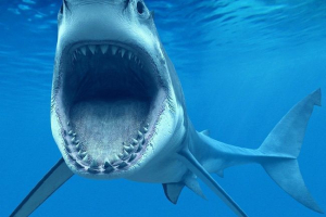 Bull akula Bull akula